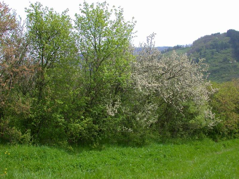 Mycoflora toscana - Pochi ma buoni...